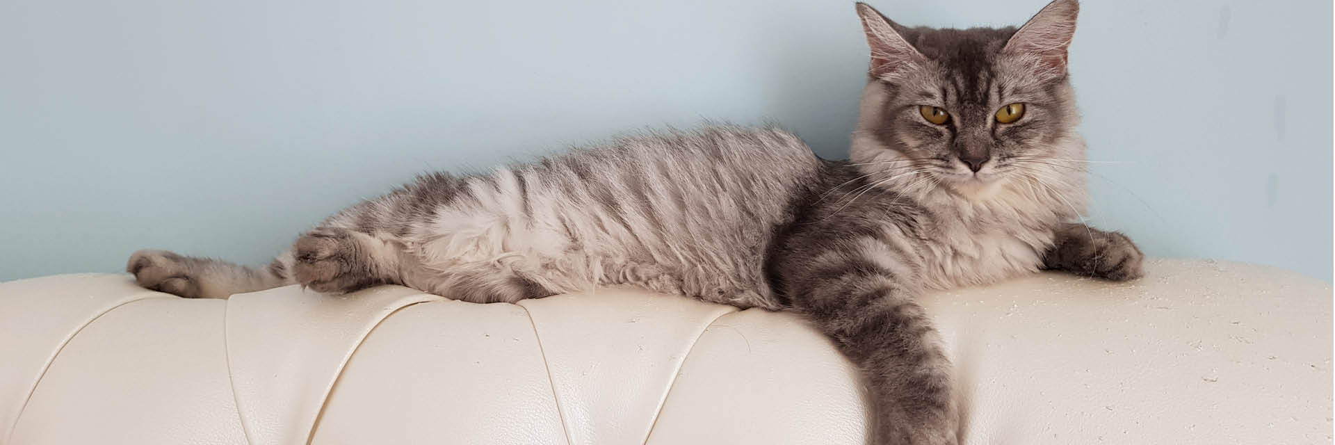ledersofa, Katze