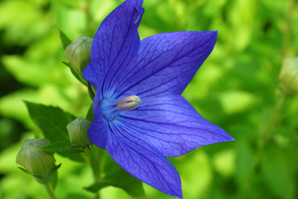 zss_5