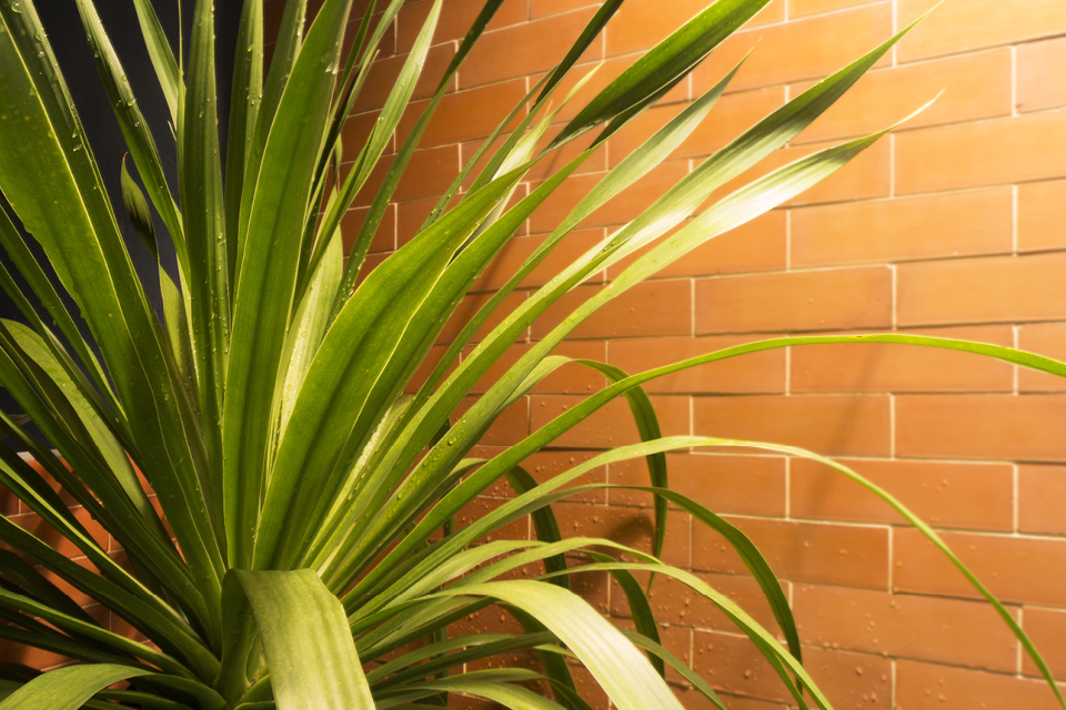 Möbeltrends 2018, Dekoration, Blumen Möbeltrends 2018, Dekoration, Blumen